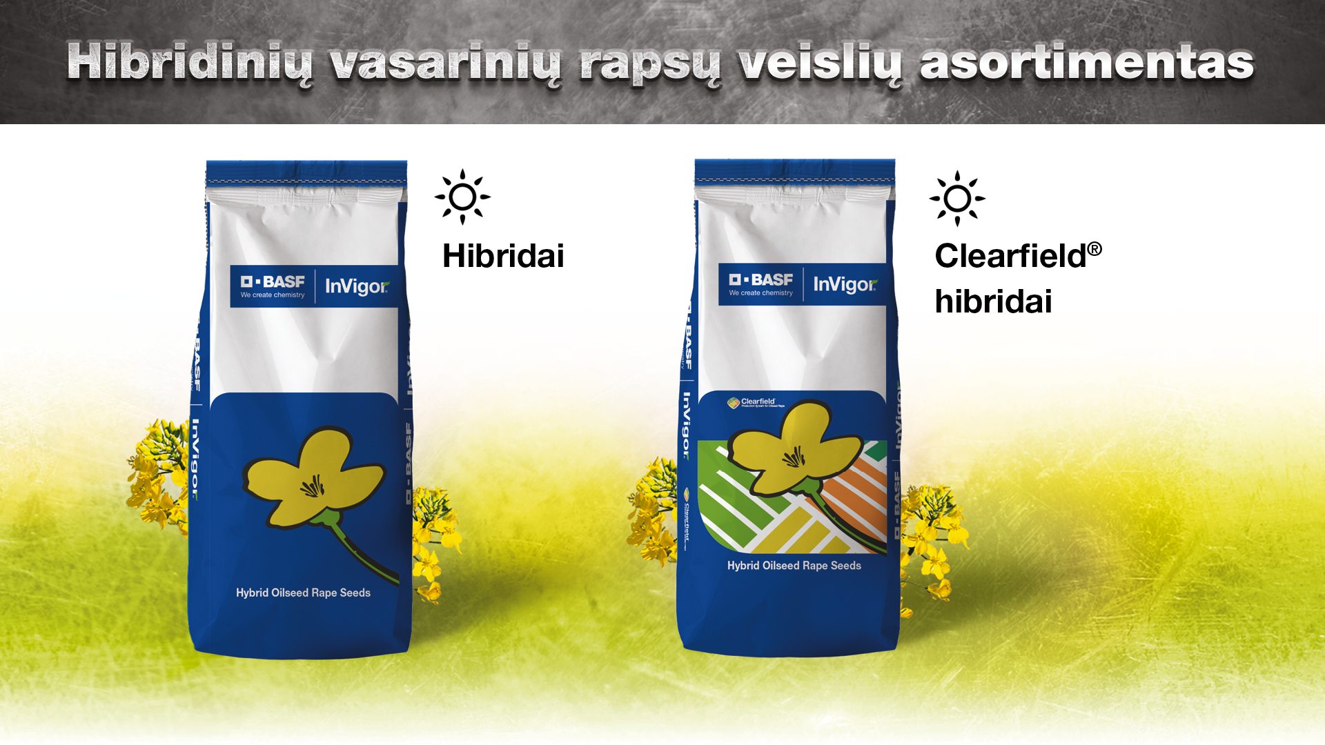 Hibridinių vasarinių rapsų veislių asortimentas
